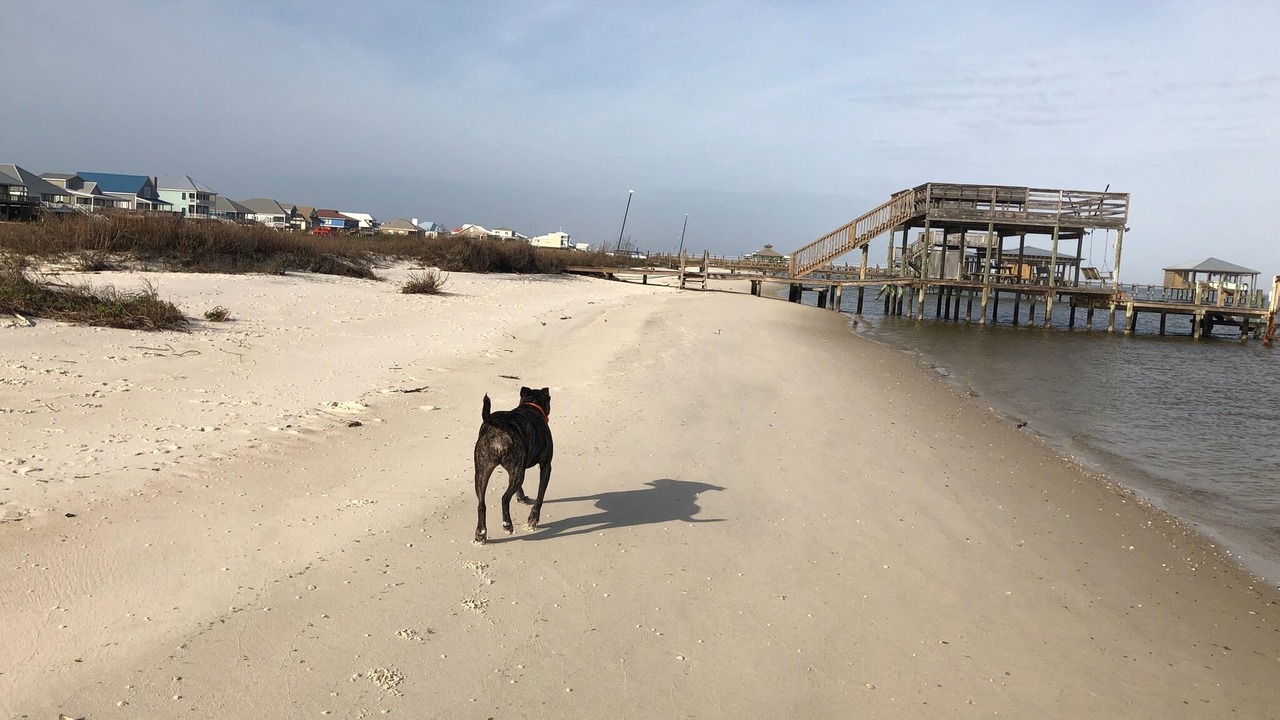 Photo of Others in Dauphin Island