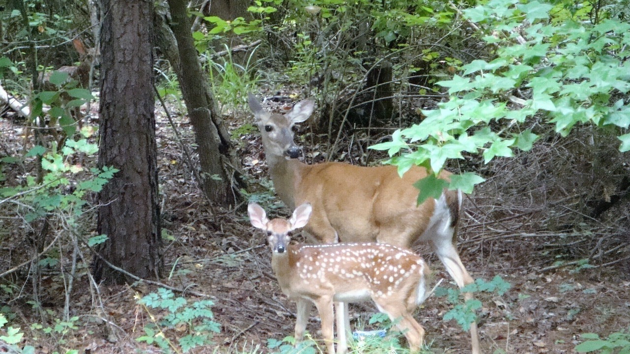 Photo of Others in Holly Lake Ranch