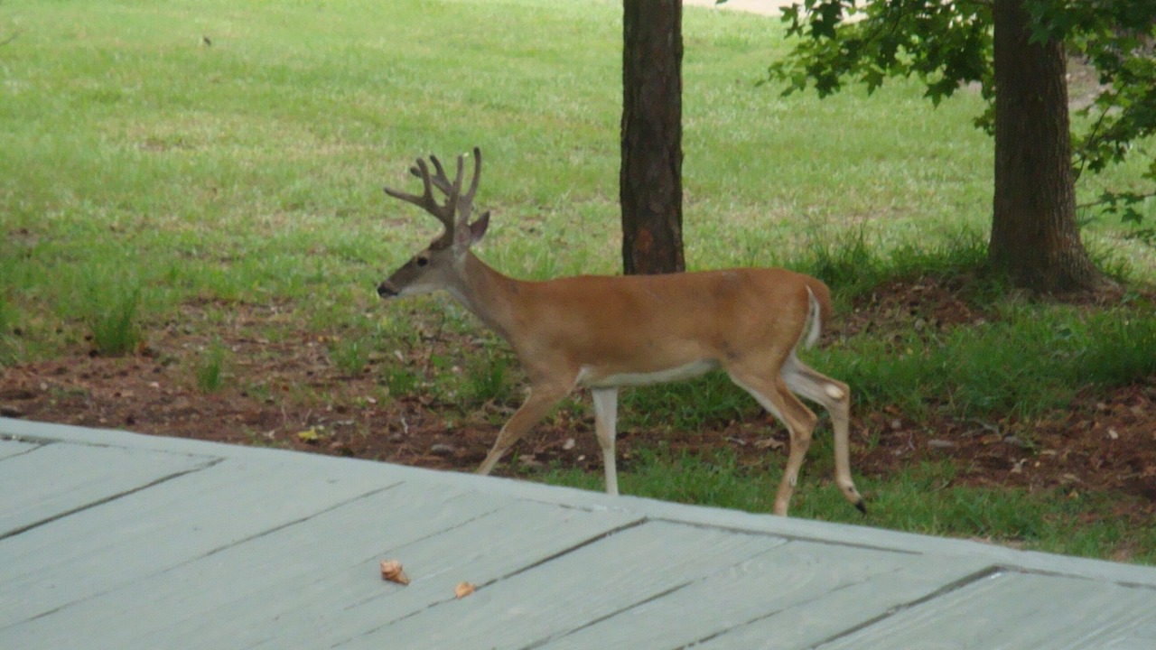 Photo of Others in Holly Lake Ranch