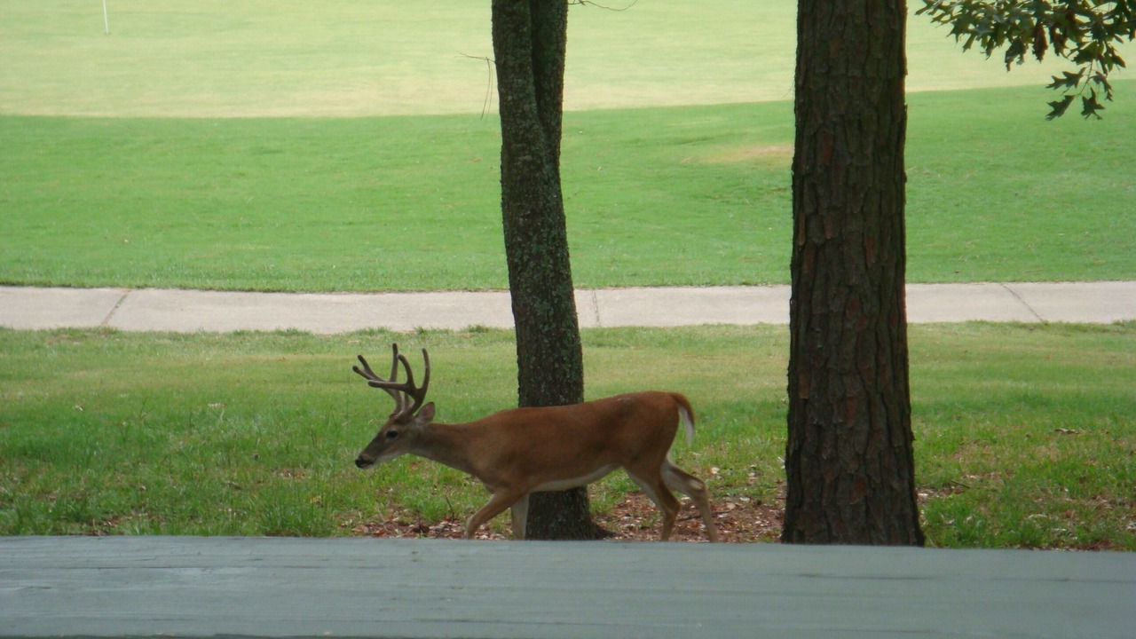 Photo of Others in Holly Lake Ranch