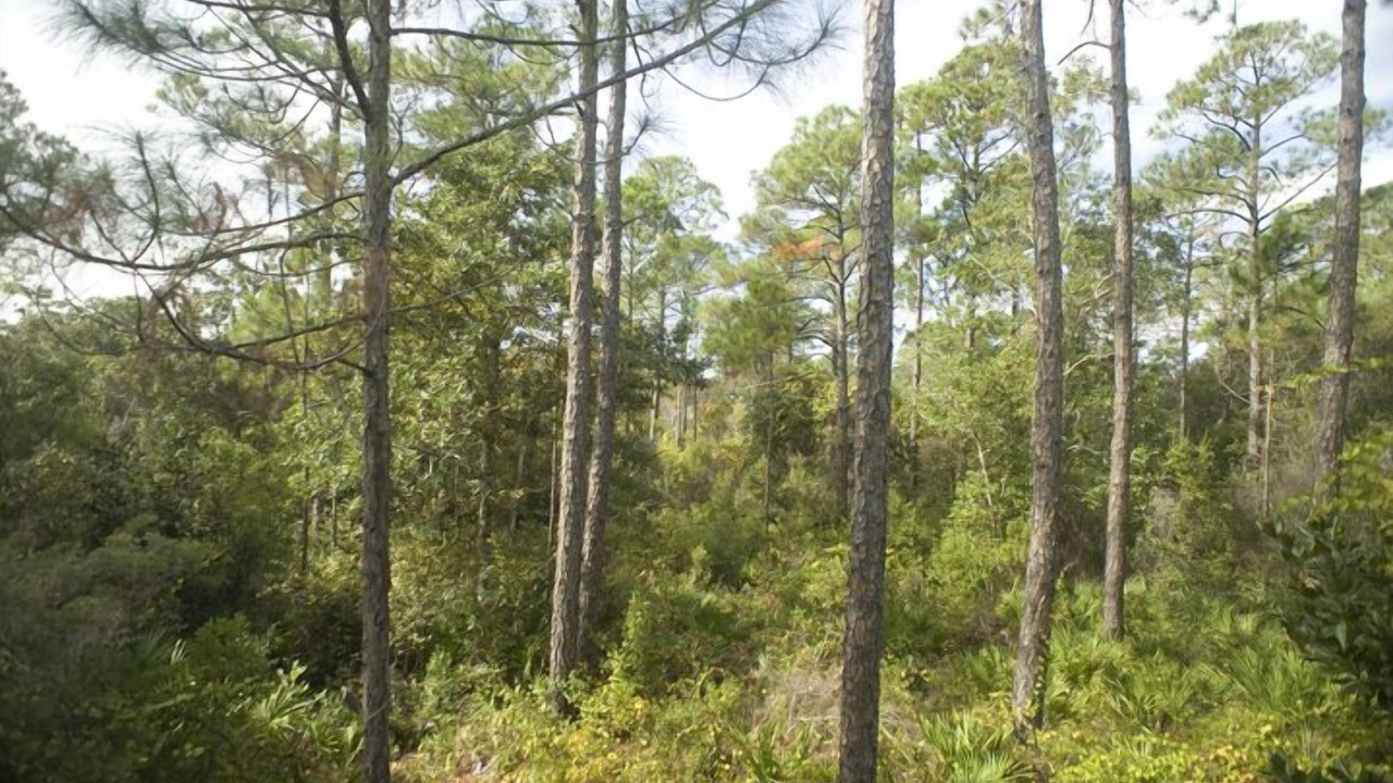 Photo of Outdoor in Sugarwood Beach