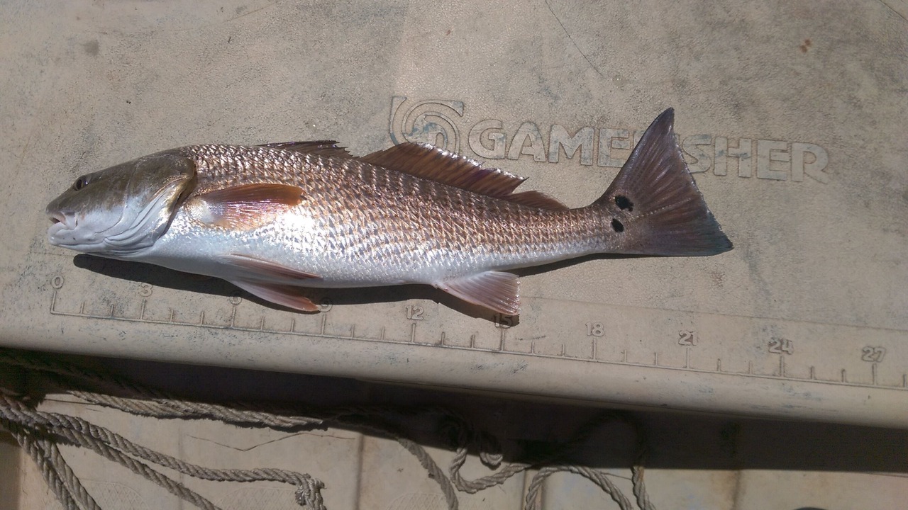 Photo of Others in Panama City