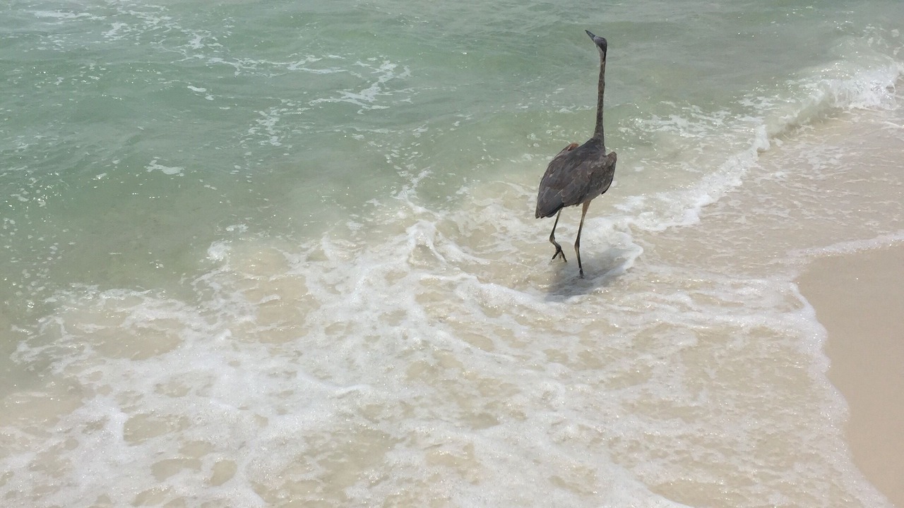 Photo of Others in Fort Walton Beach