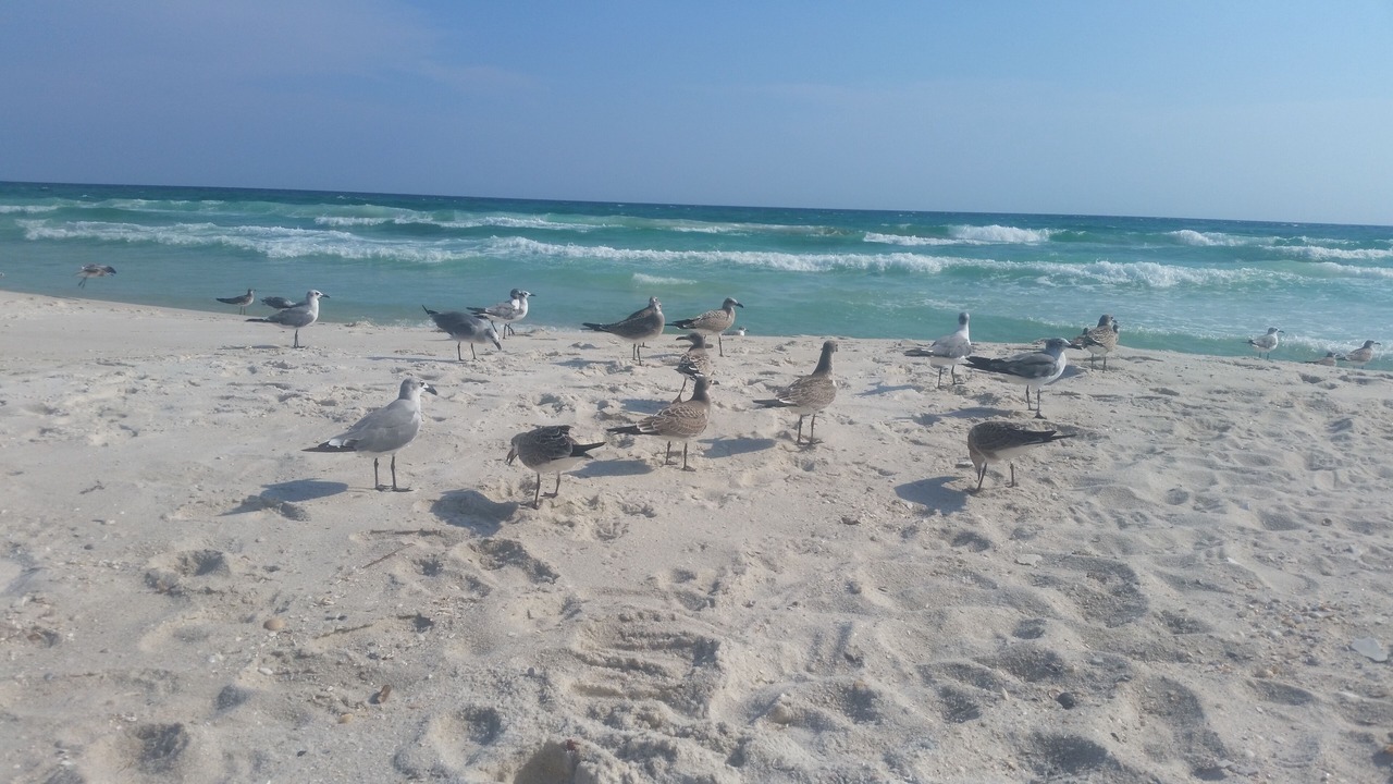 Photo of Others in Kiska Beach