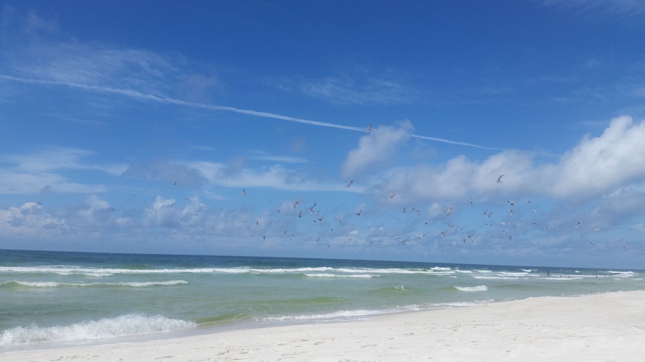 Photo of Others in Kiska Beach