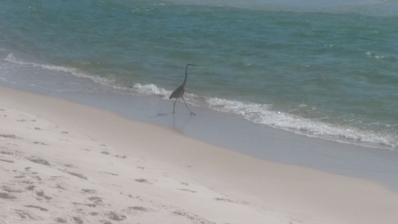 Photo of Others in Kiska Beach