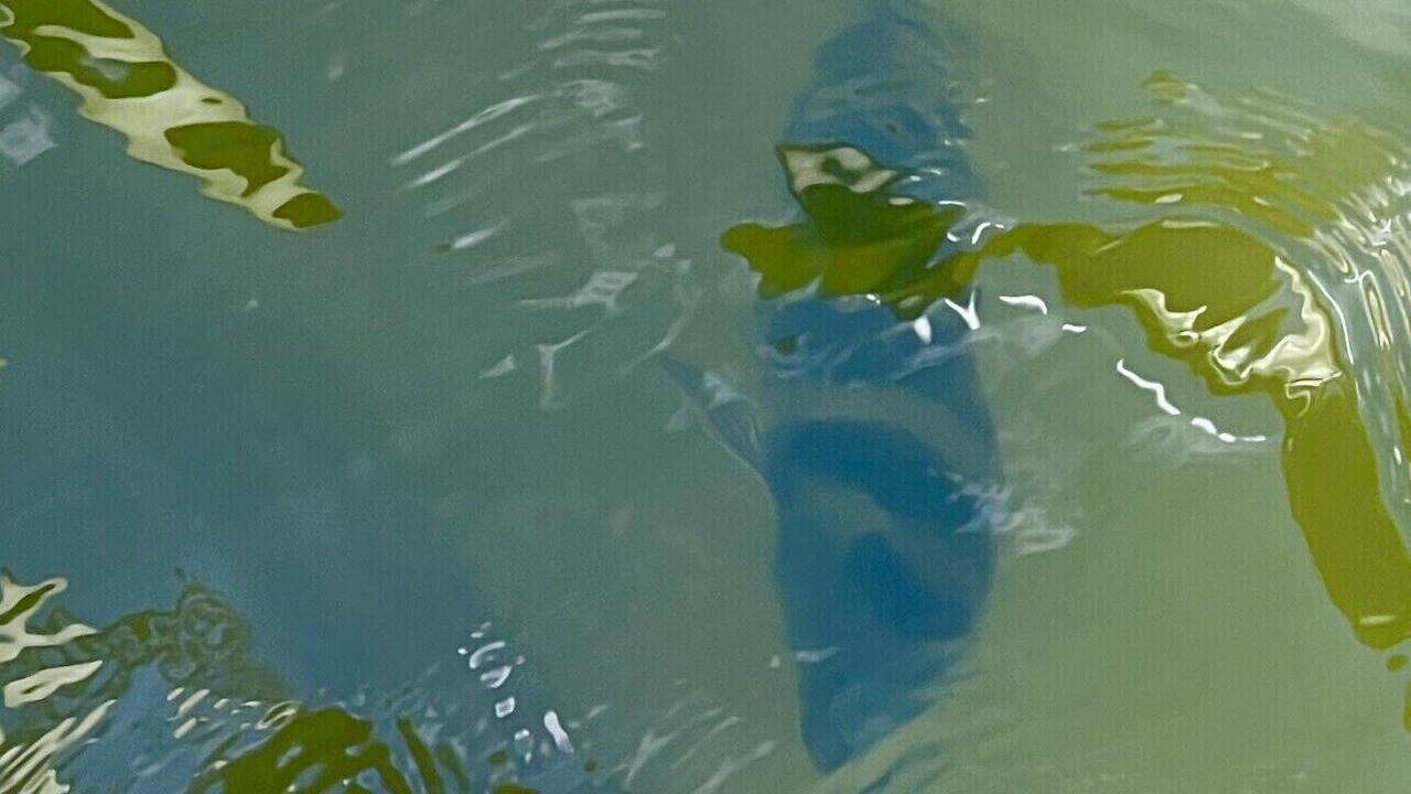 Photo of Others in Indian Bay