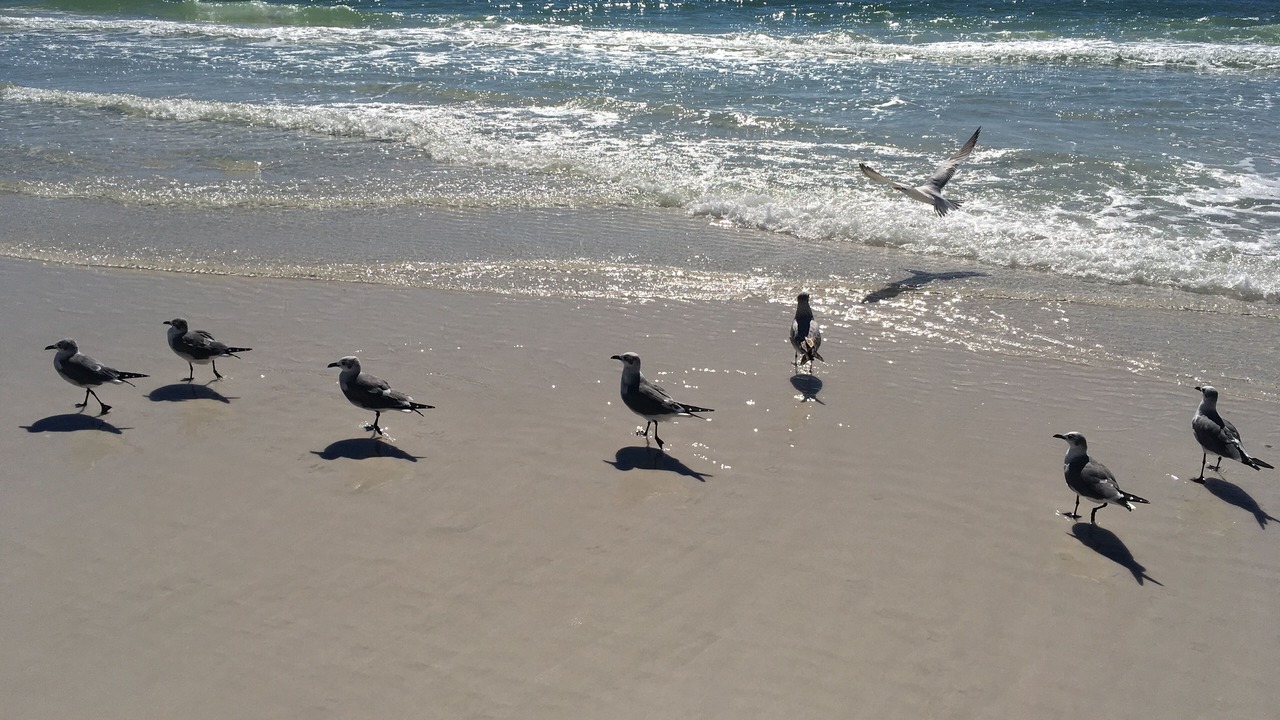 Photo of Others in Destin