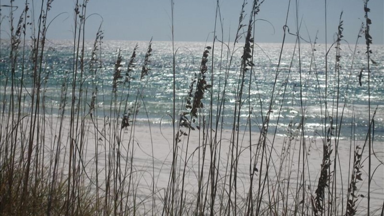 Photo of Others in Seagrove Beach