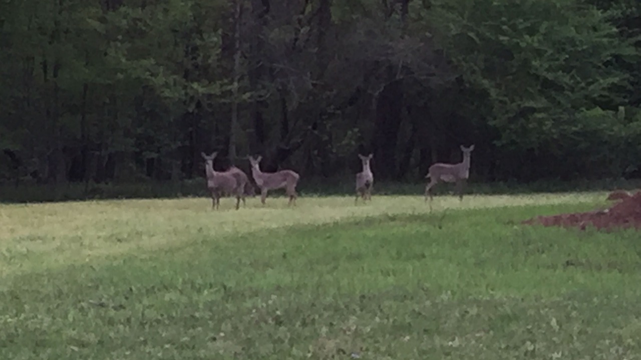 Photo of Others in Starkville