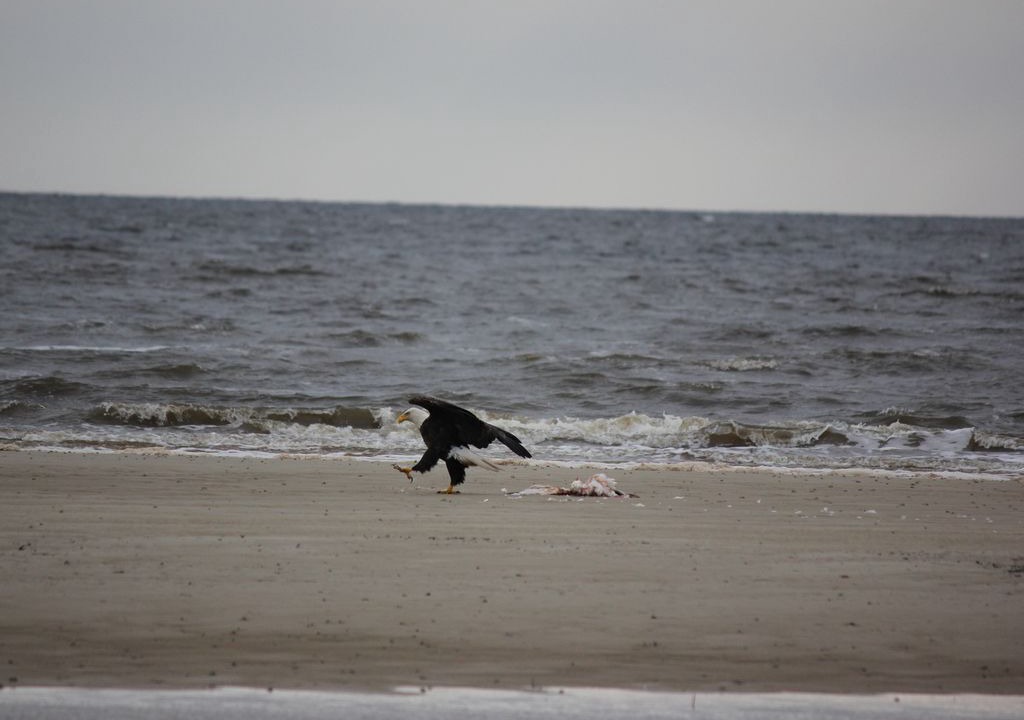 Photo of Others in Carrabelle