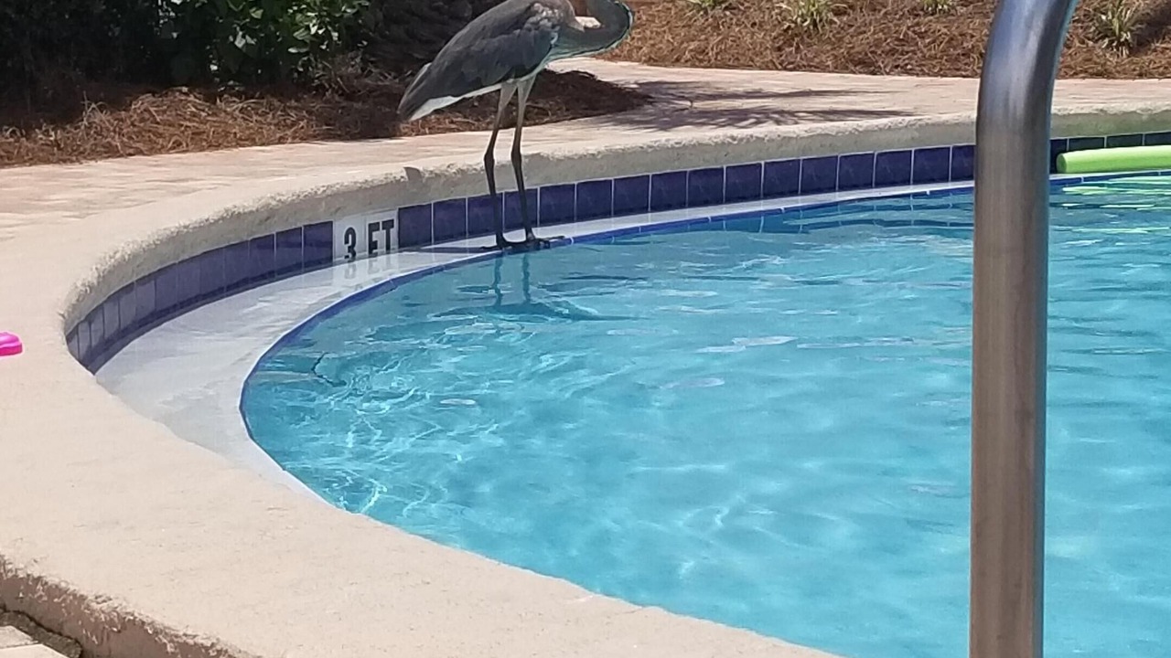 Photo of Outdoor in Gulf Lagoon Beach