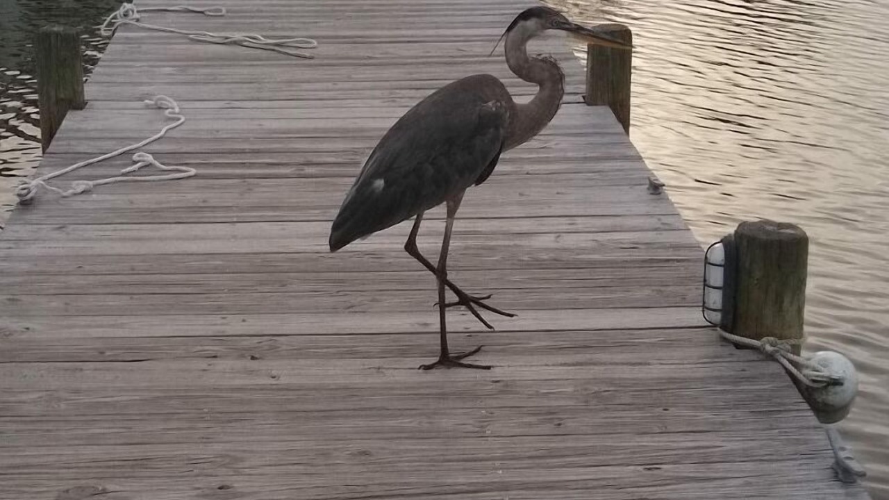 Photo of Outdoor in Gulf Lagoon Beach