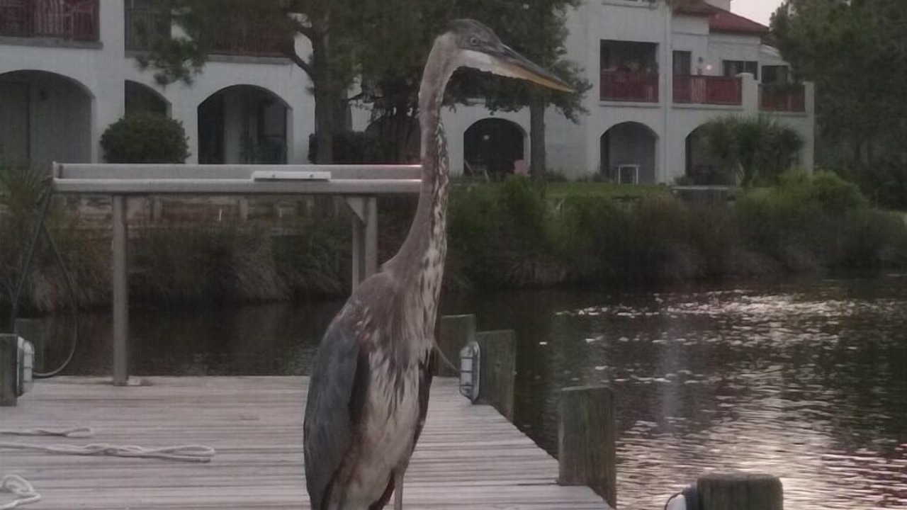 Photo of Outdoor in Gulf Lagoon Beach