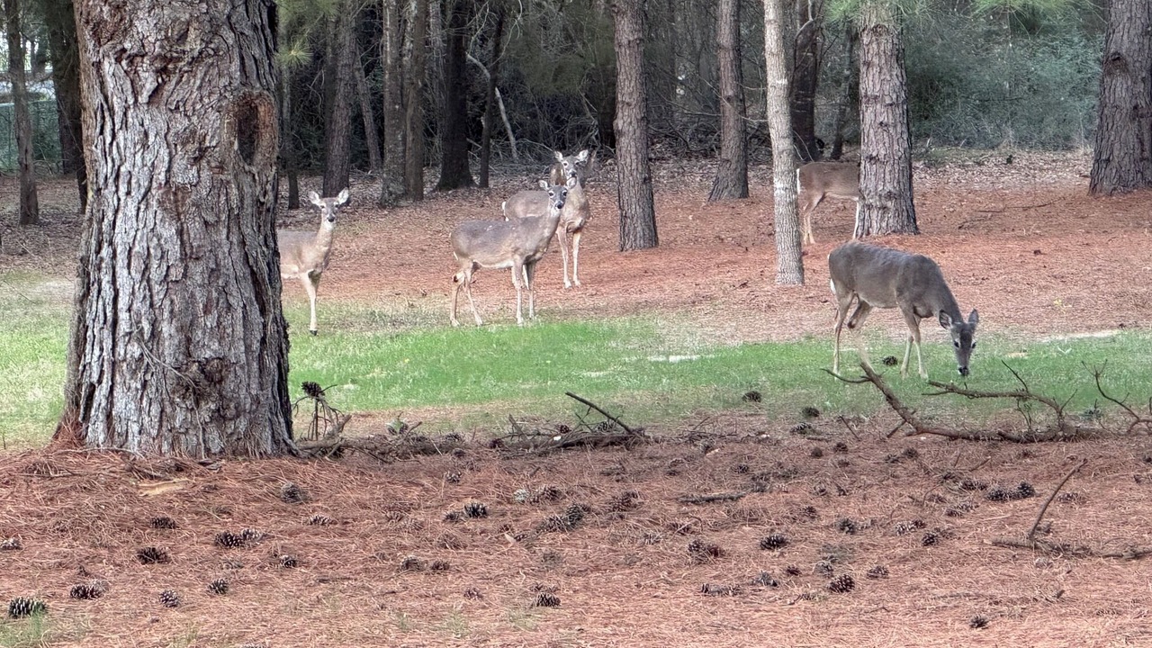 Photo of Others in Holly Lake Ranch