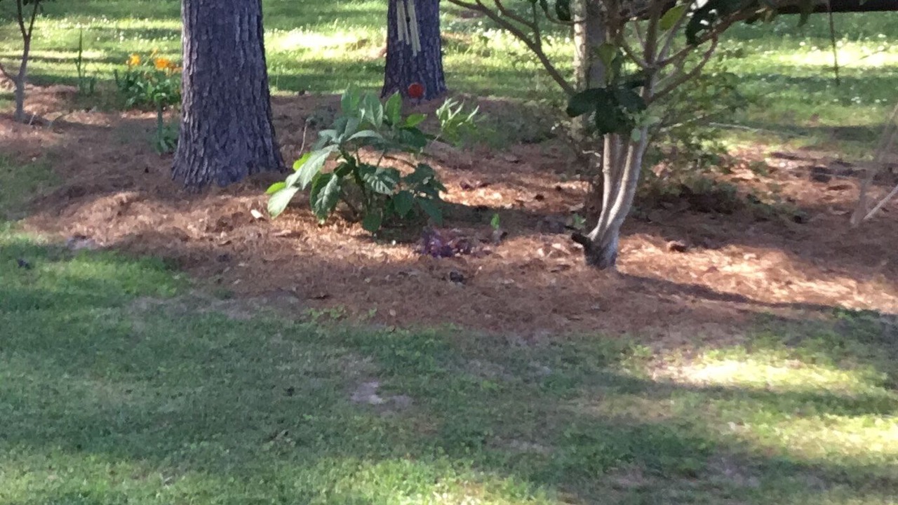 Photo of Outdoor in Perkinston
