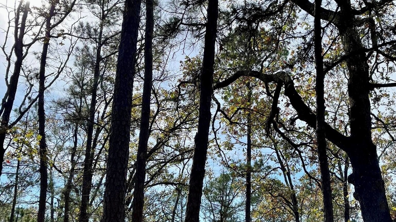 Photo of Others in Antlers