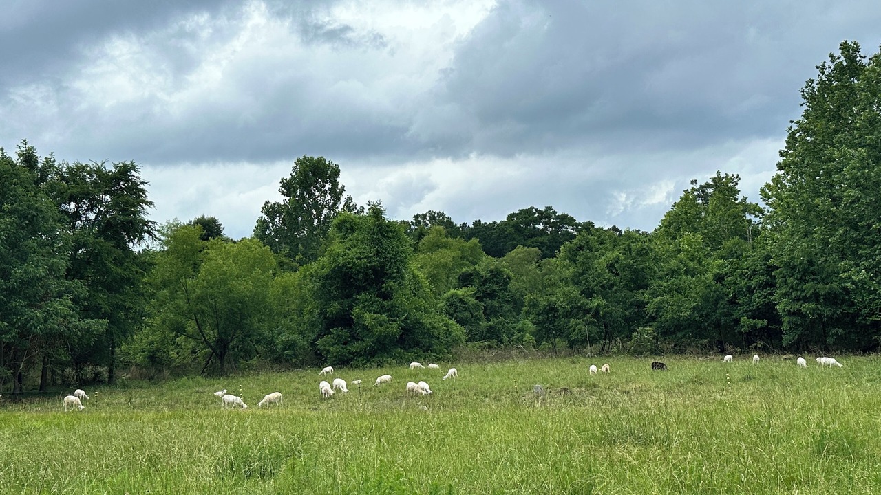 Photo of Others in Langston