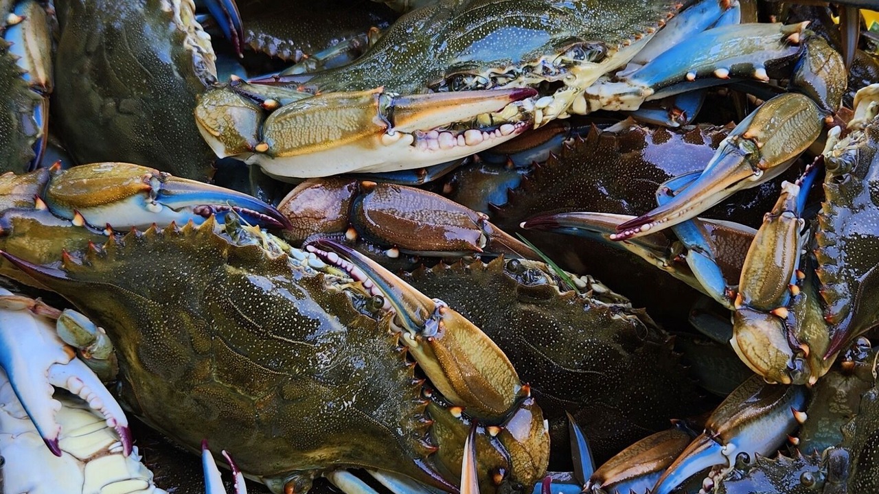 Photo of Others in Port Sulphur