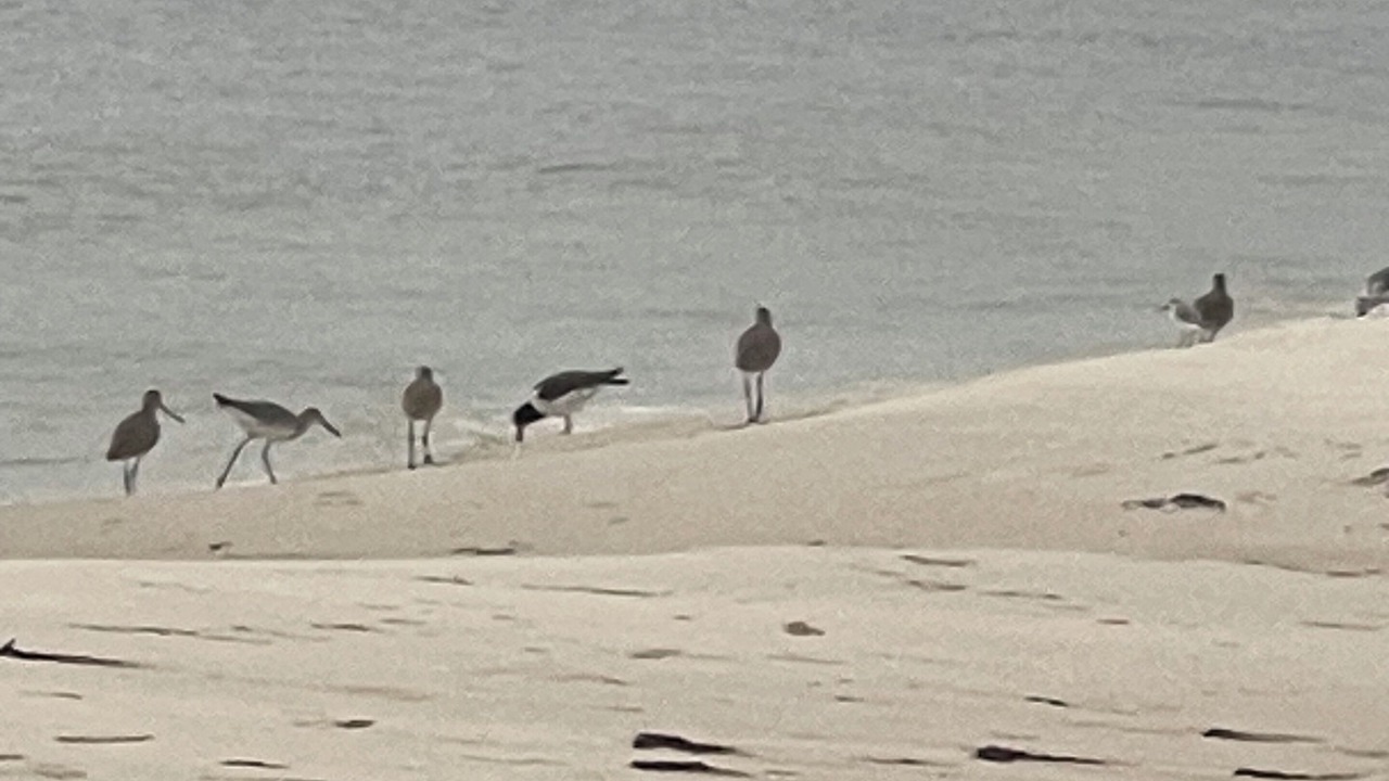 Photo of Others in Carrabelle