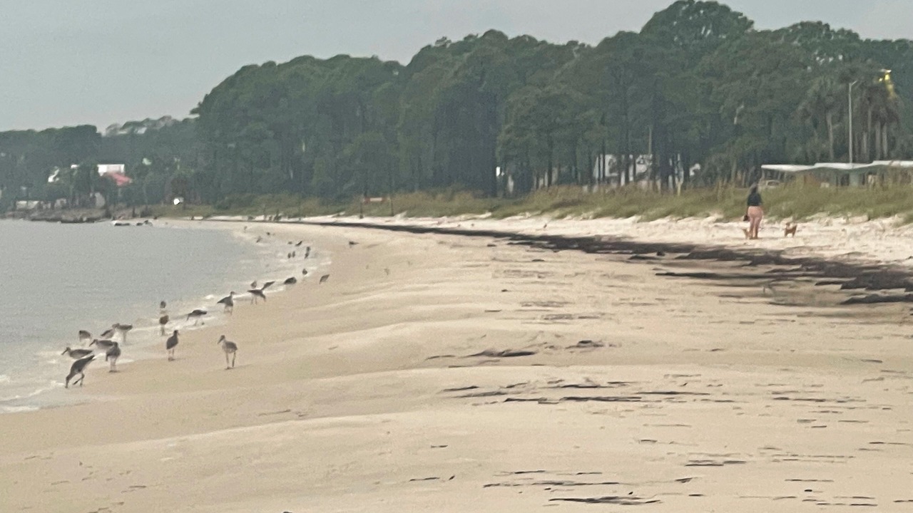 Photo of Others in Carrabelle