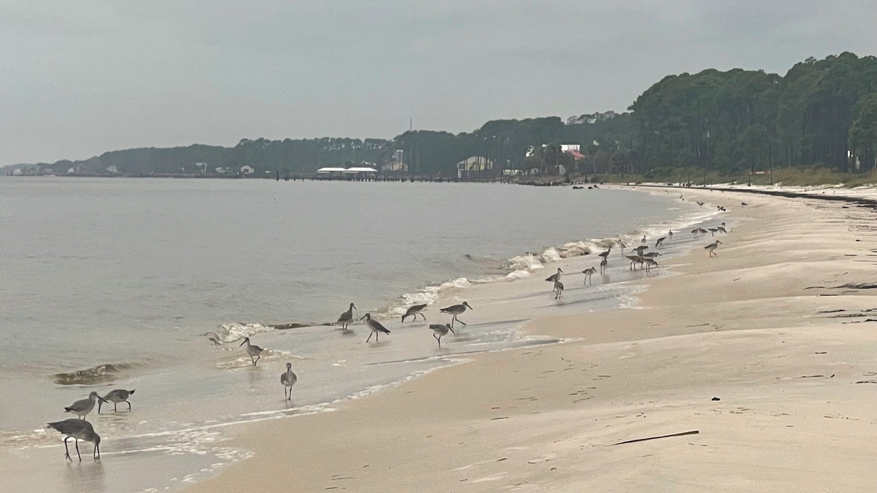 Photo of Others in Carrabelle