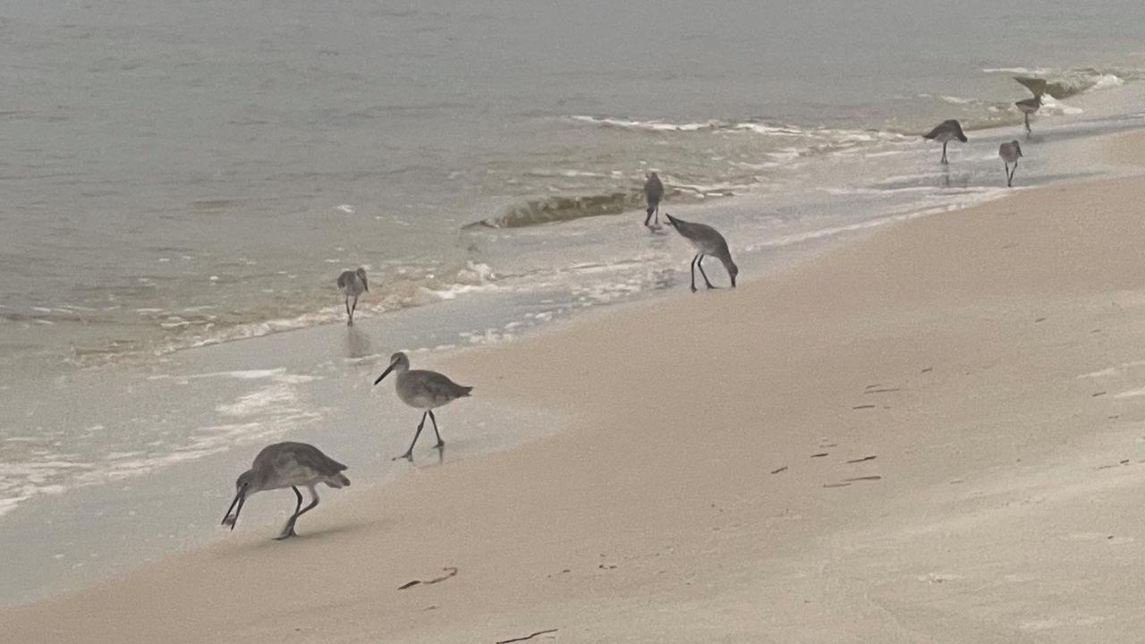 Photo of Others in Carrabelle