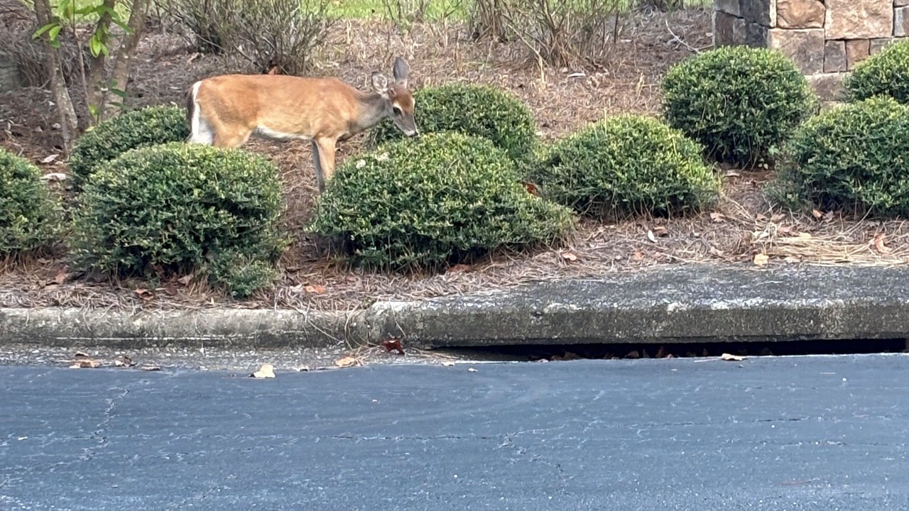 Photo of Outdoor in Dadeville