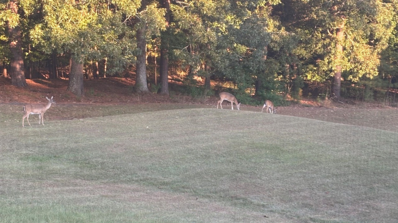 Photo of Others in Dadeville
