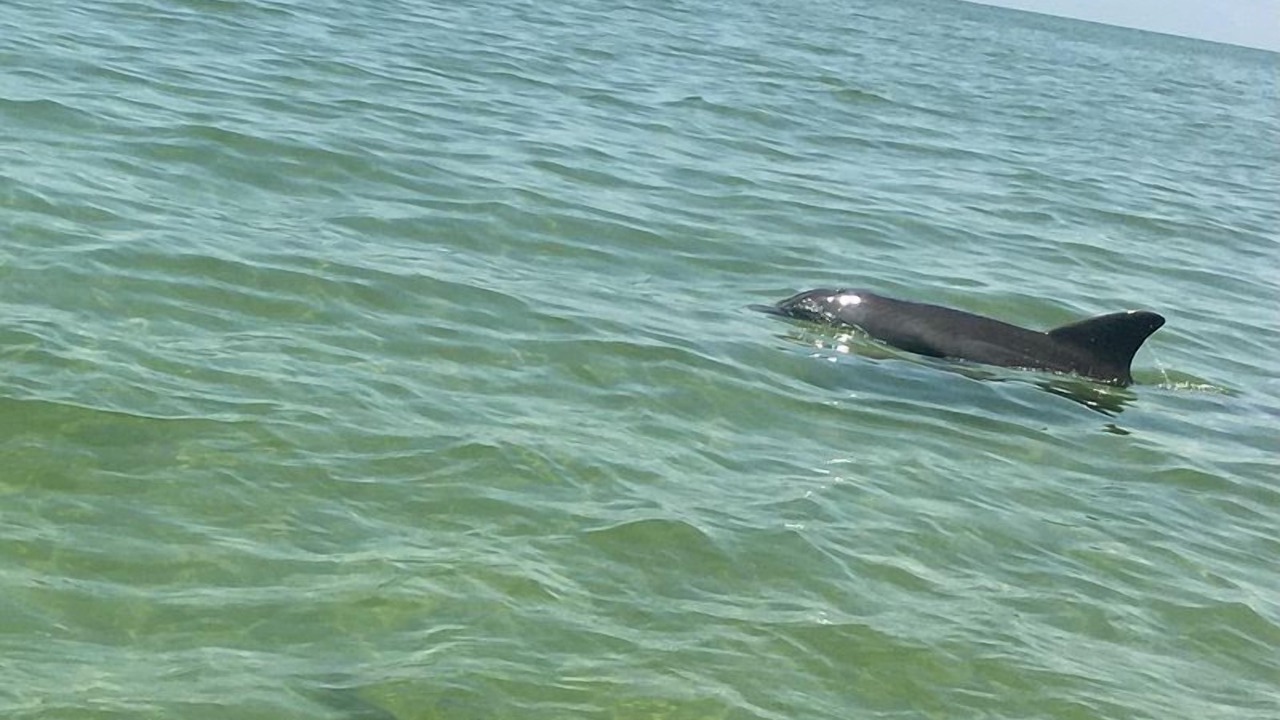 Photo of Others in Survey Creek