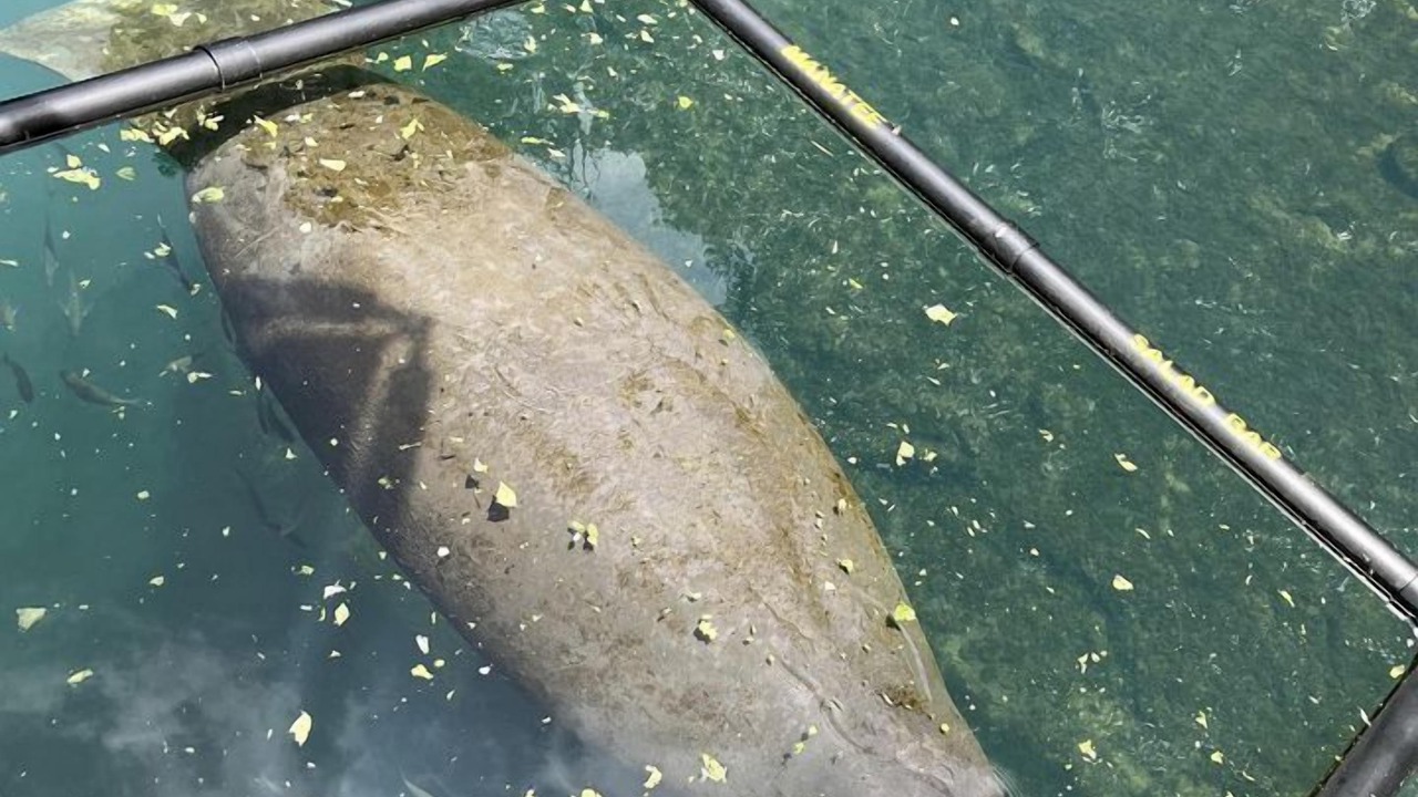 Photo of Others in Survey Creek