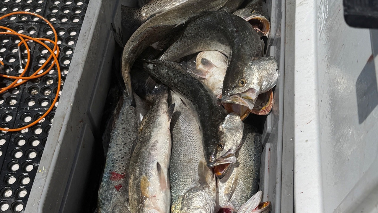 Photo of Others in Hopedale