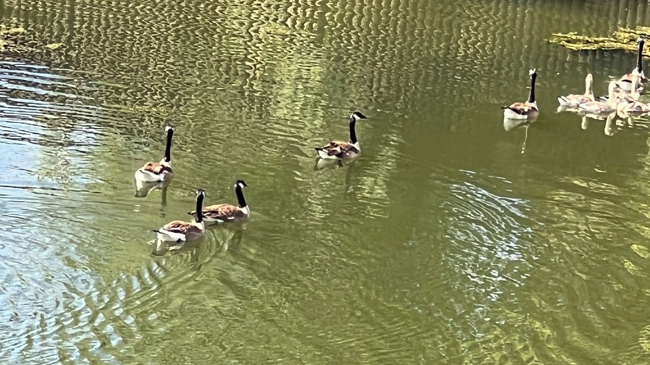 Photo of Others in Las Colinas