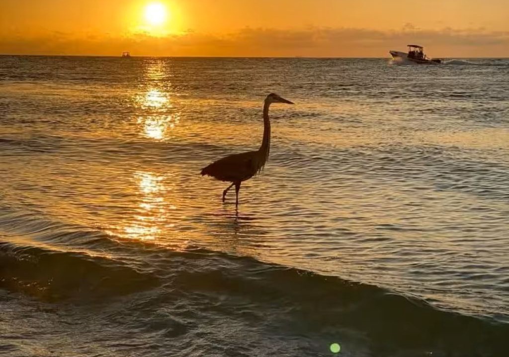 Photo of Others in Fort Myers Beach