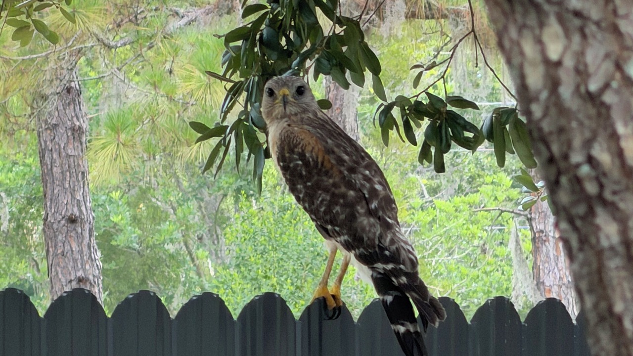 Photo of Others in Wesley Chapel