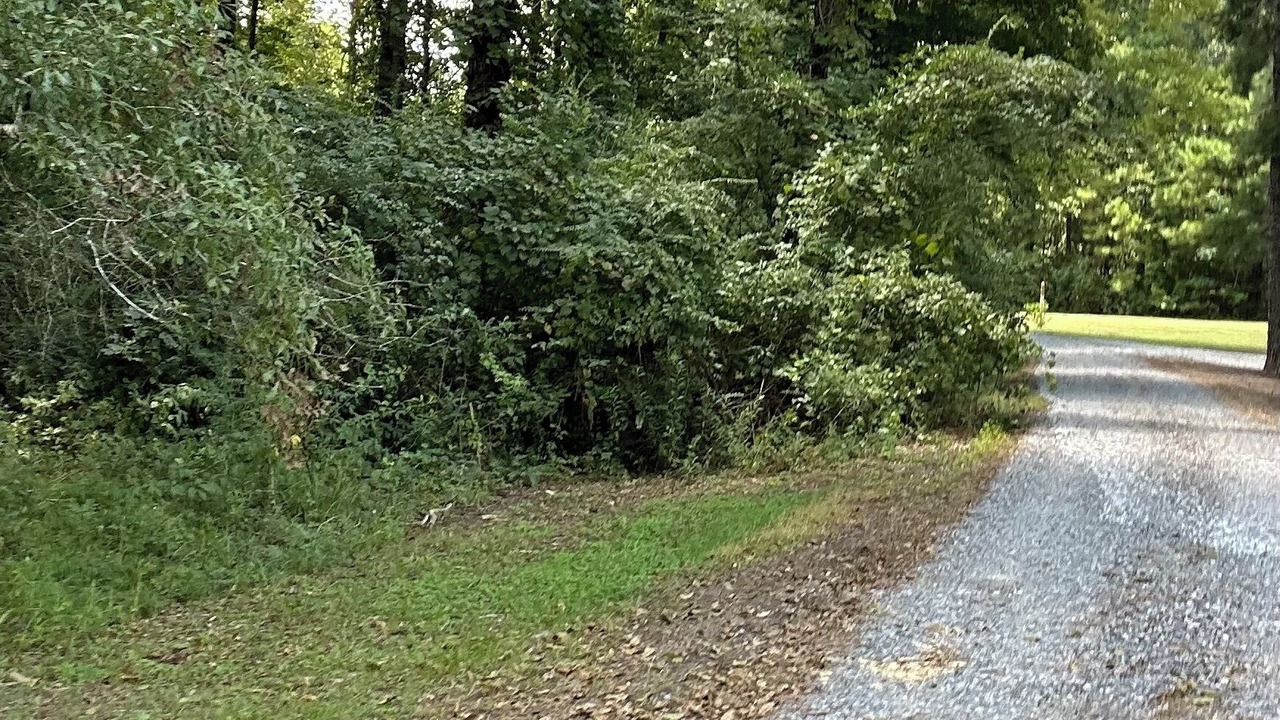 Photo of Outdoor in Petal