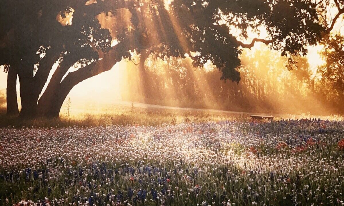 Photo of Outdoor in Mid City South