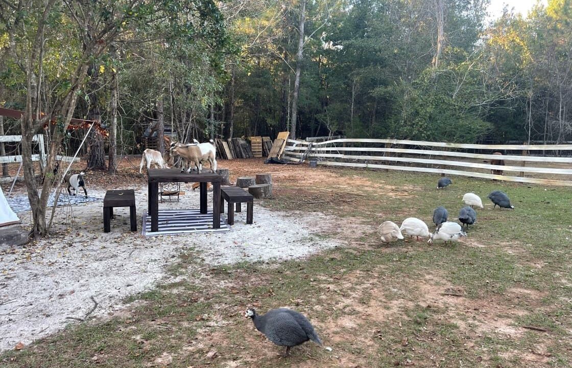 Photo of Outdoor in Tallahassee