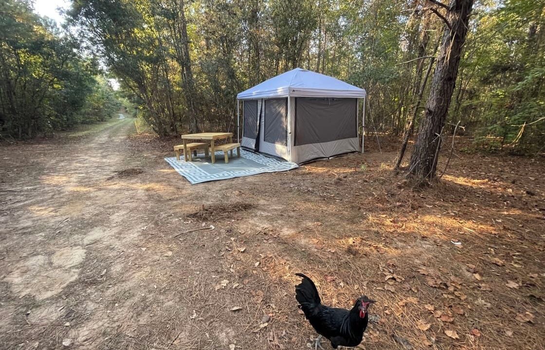 Photo of Outdoor in Tallahassee