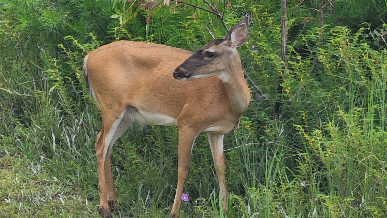 Photo of Outdoor in Lakeside at Blue Mountain Beach