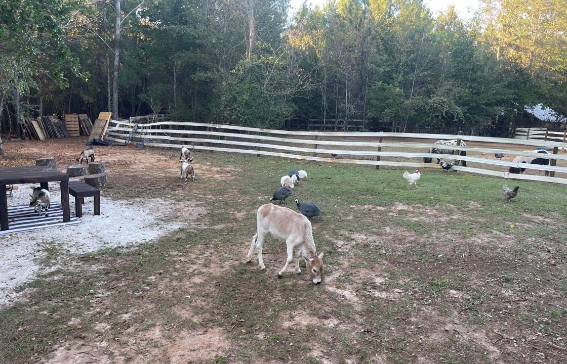 Photo of Outdoor in Tallahassee