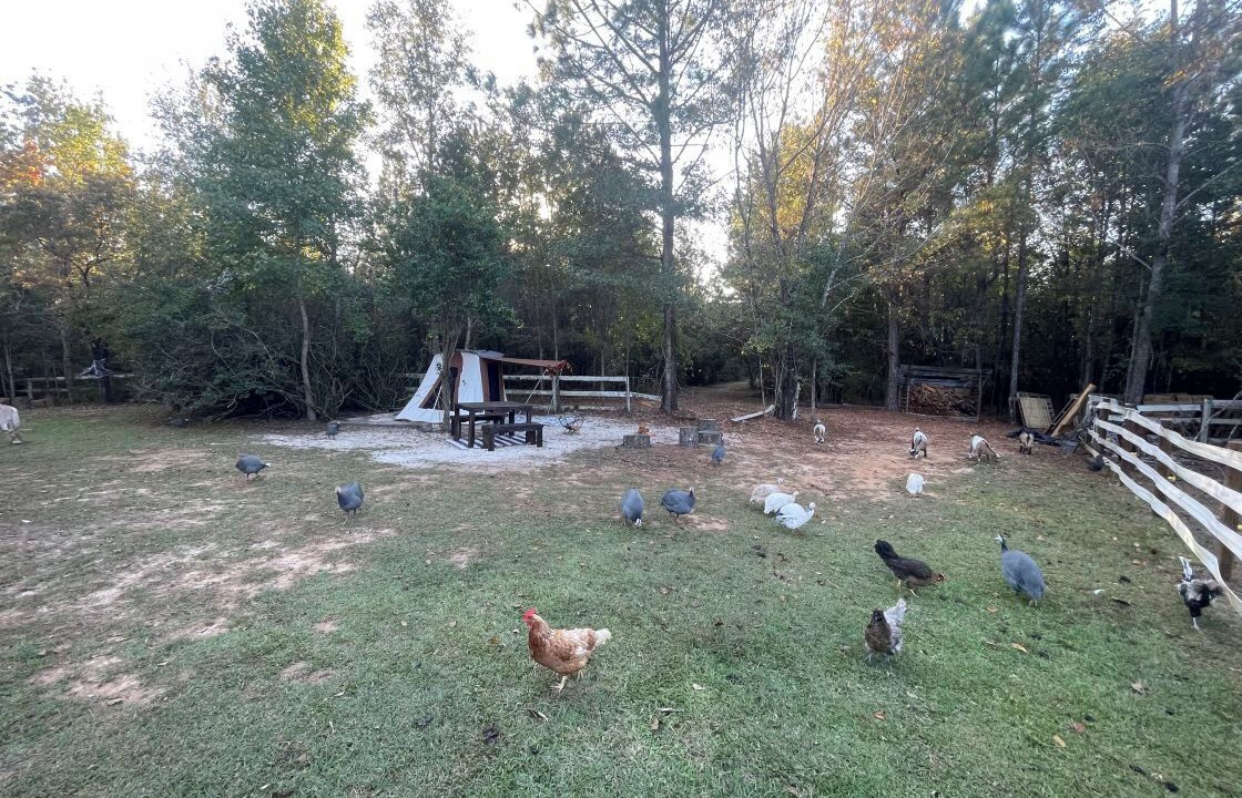Photo of Outdoor in Tallahassee