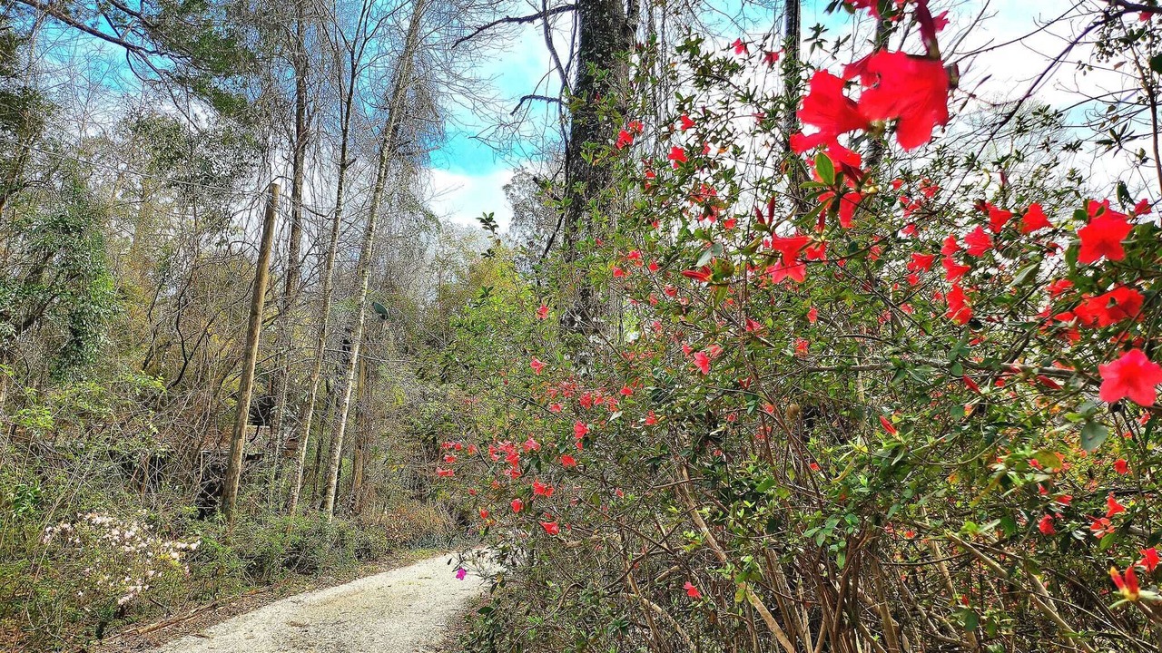 Photo of Outdoor in Bush