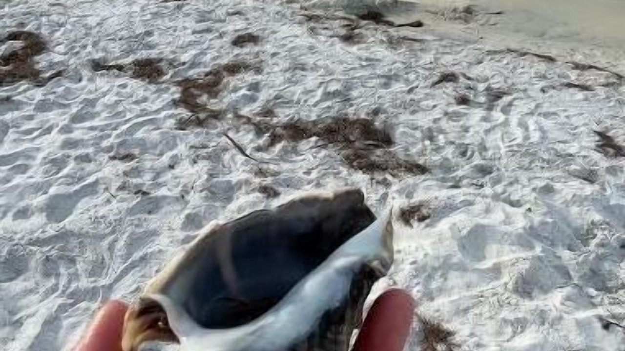 Photo of Others in Gulf Breeze