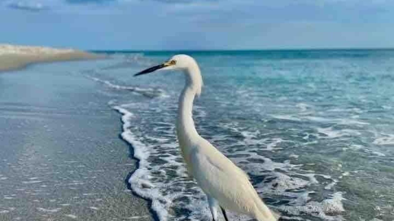 Photo of Others in Siesta Key