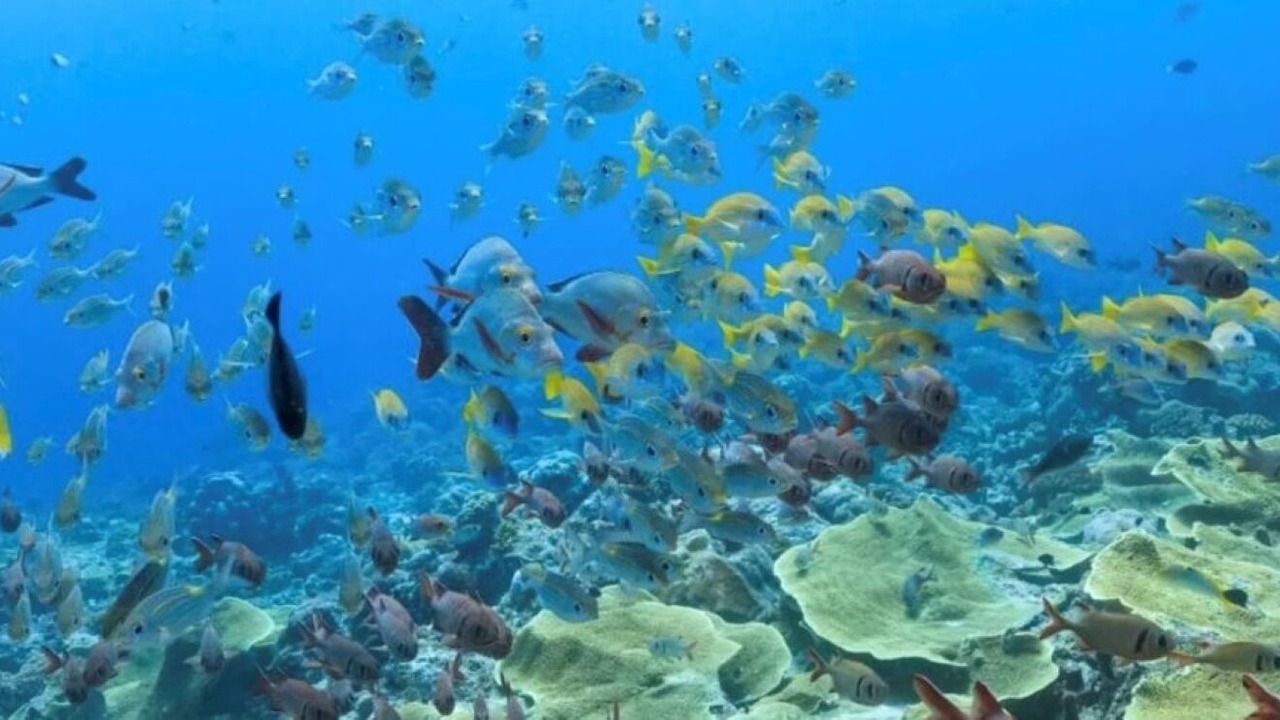 Photo of Others in Gulf Breeze