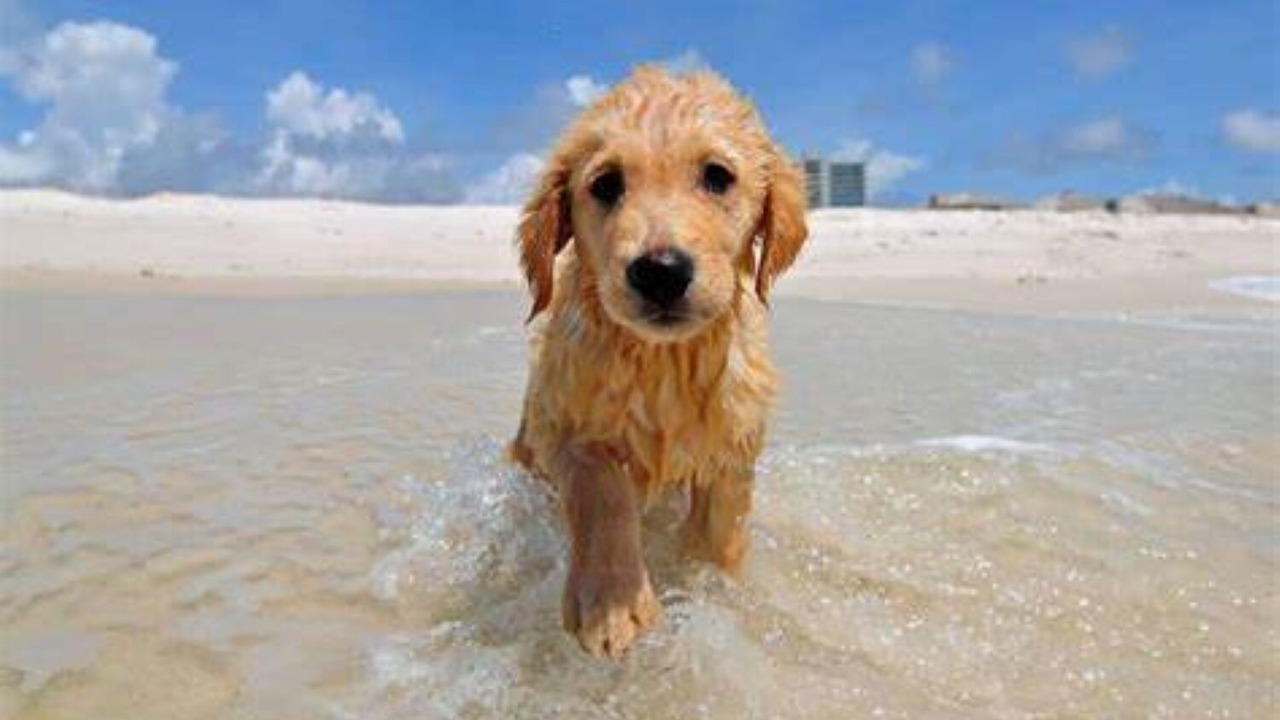 Photo of Others in Gulf Breeze