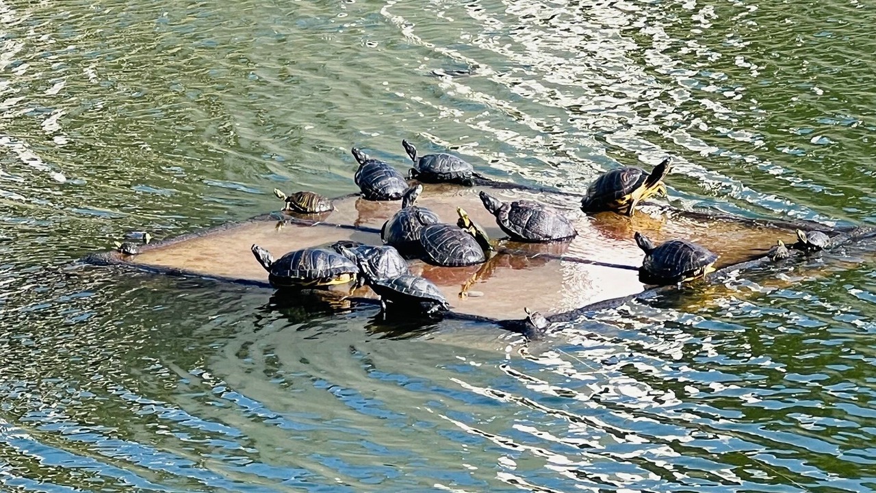 Photo of Others in Panama City Beach