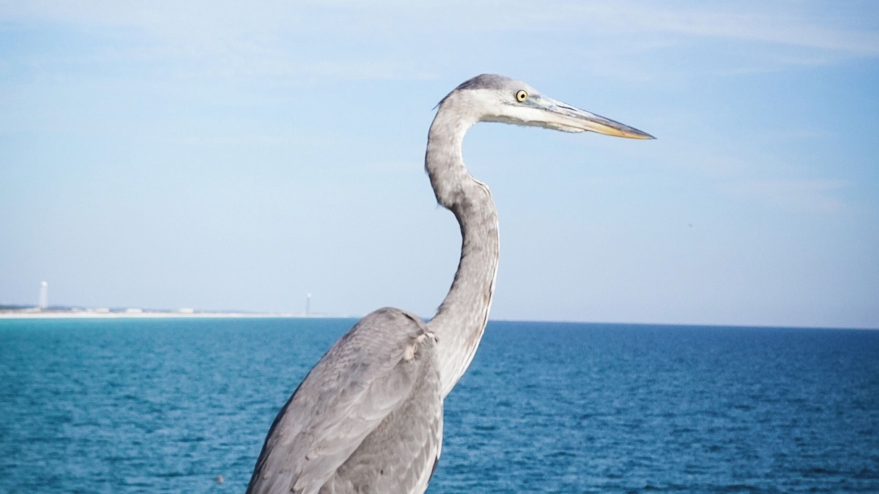 Photo of Others in Gulf Breeze