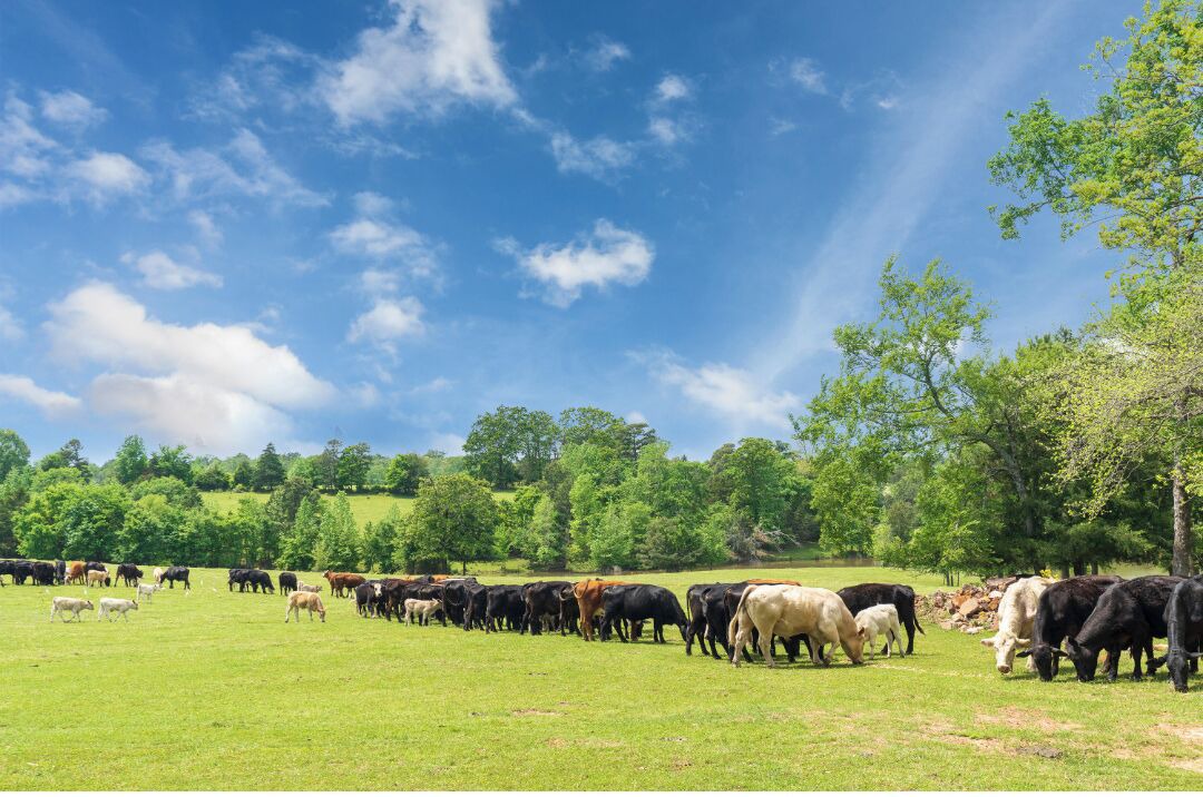 Photo of Others in Gilmer